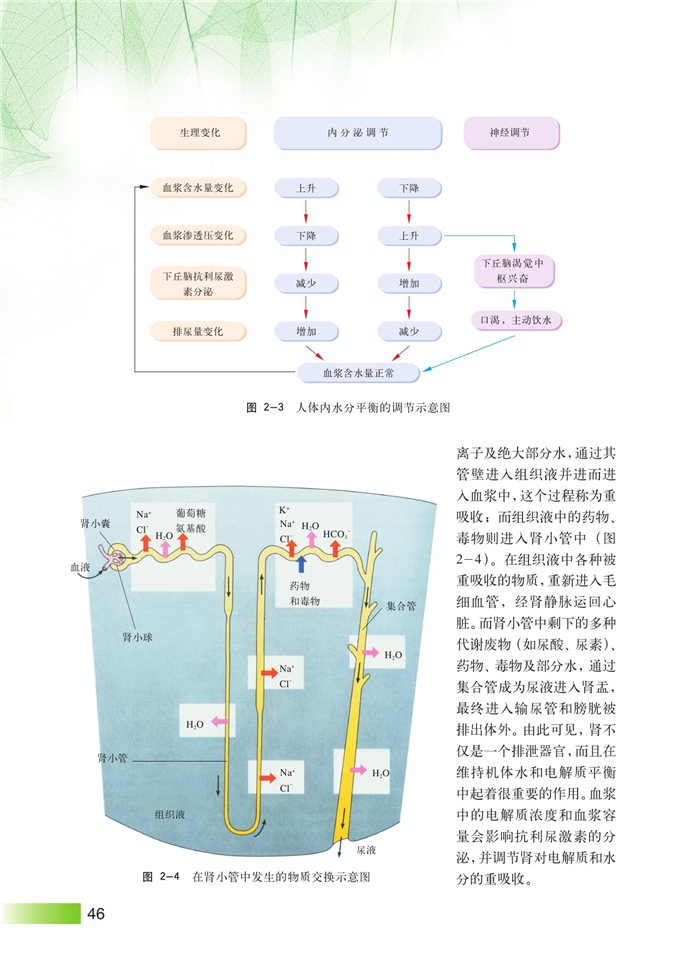 水和电解质的平衡机器调节(5)