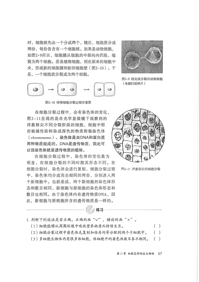 细胞怎样构成生物体(3)