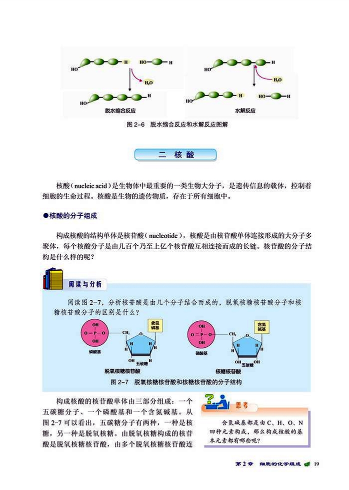 生物大分子(3)