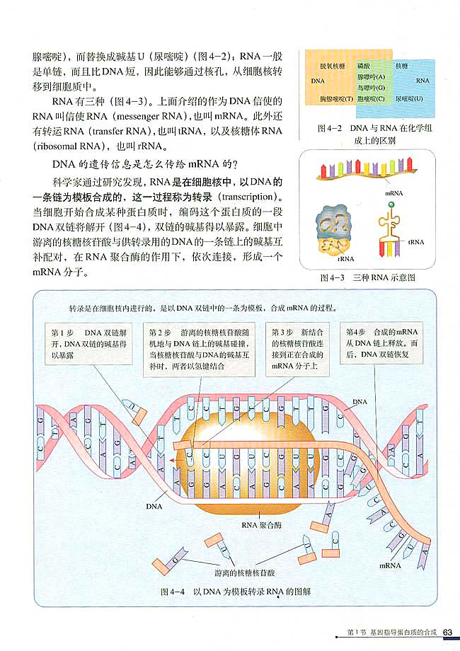 基因指导蛋白质的合成(2)