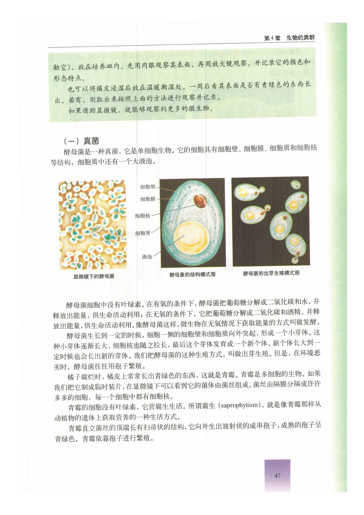 第三节 微生物(4)