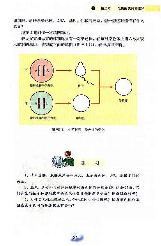 基因在亲子间的传递(4)