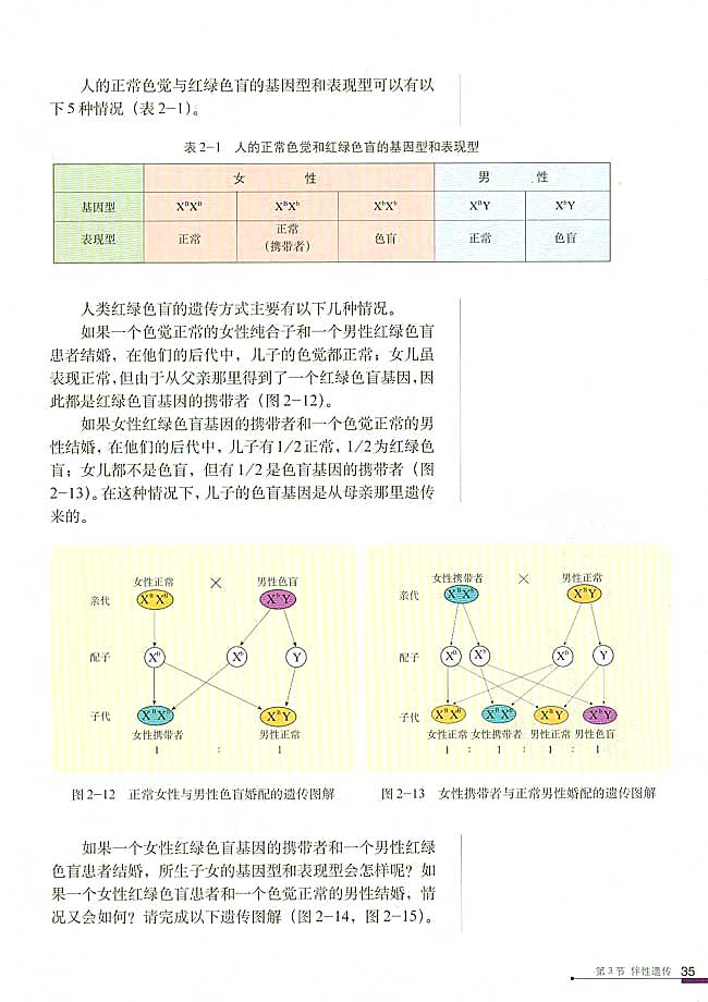 伴性遗传(3)