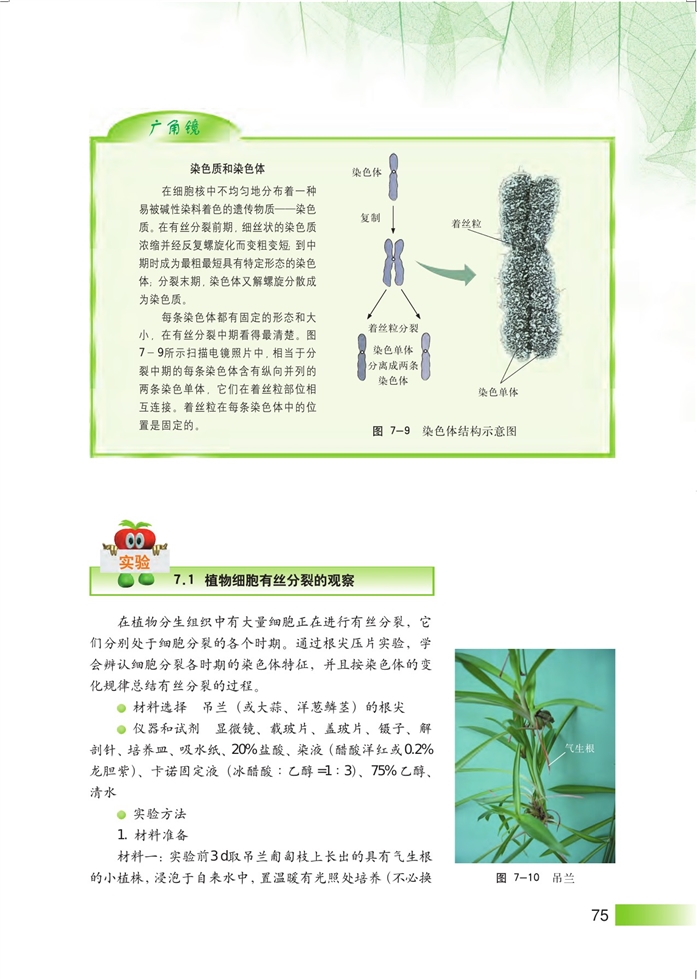 有丝分裂(5)