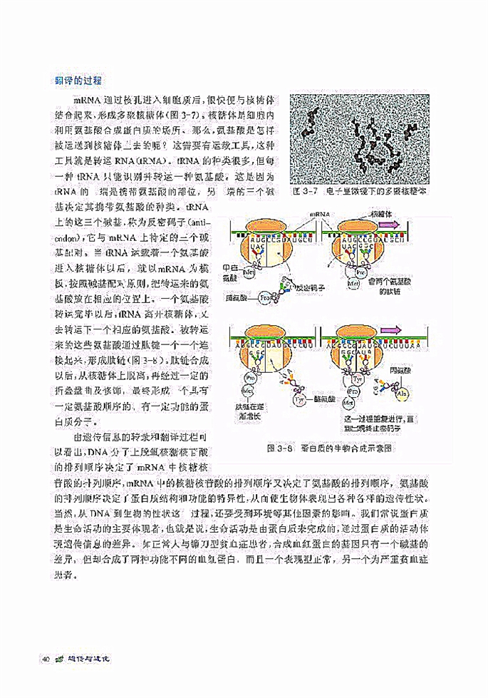 遗传信息的表达(5)