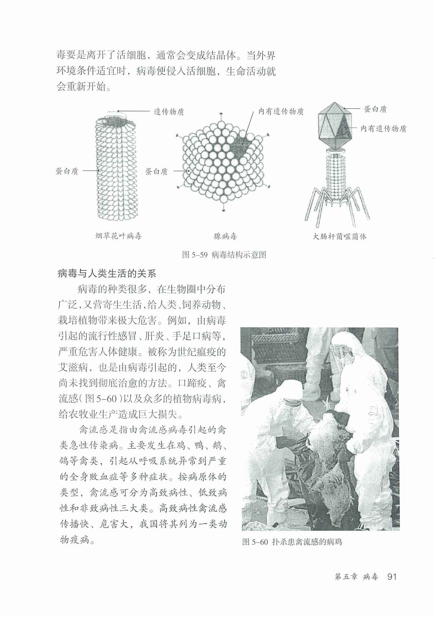 病毒的结构和繁殖