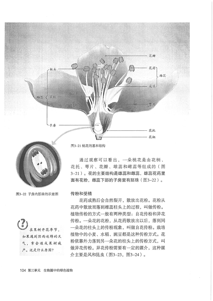 开花和结果(2)