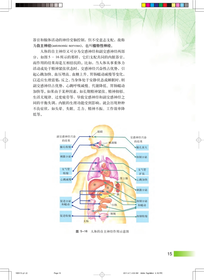 神经系统中信息的传递和调节(10)