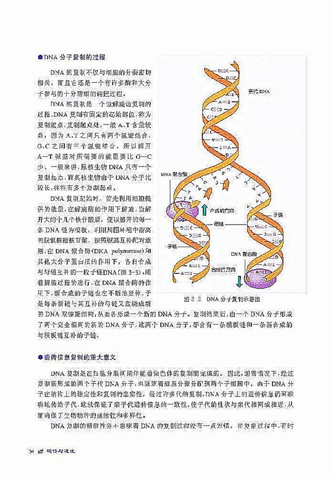 遗传信息的复制(6)