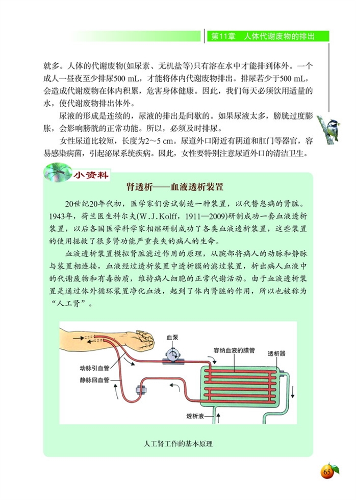 尿的形成与排出(7)