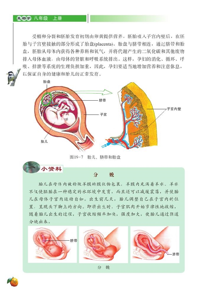 人的生殖和发育(5)