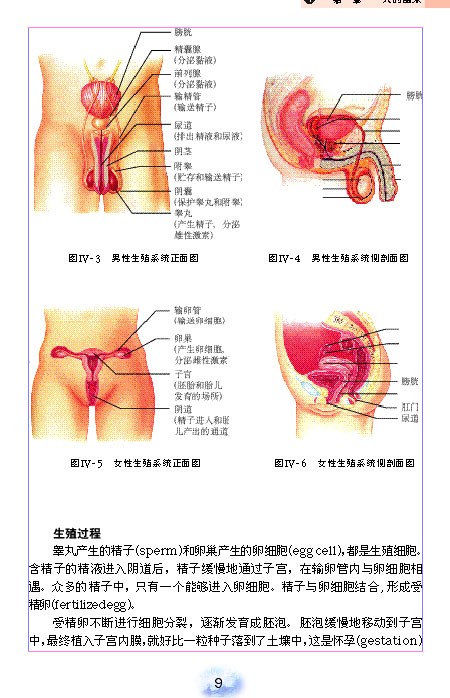 人的生殖(2)