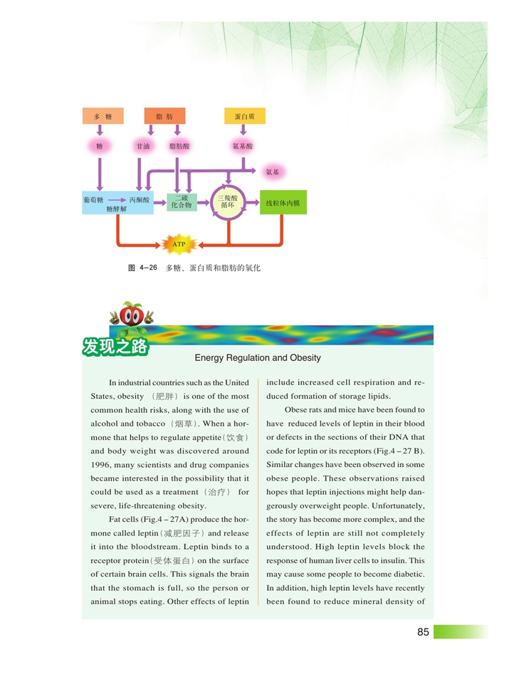 生物体内营养物质的转变(4)