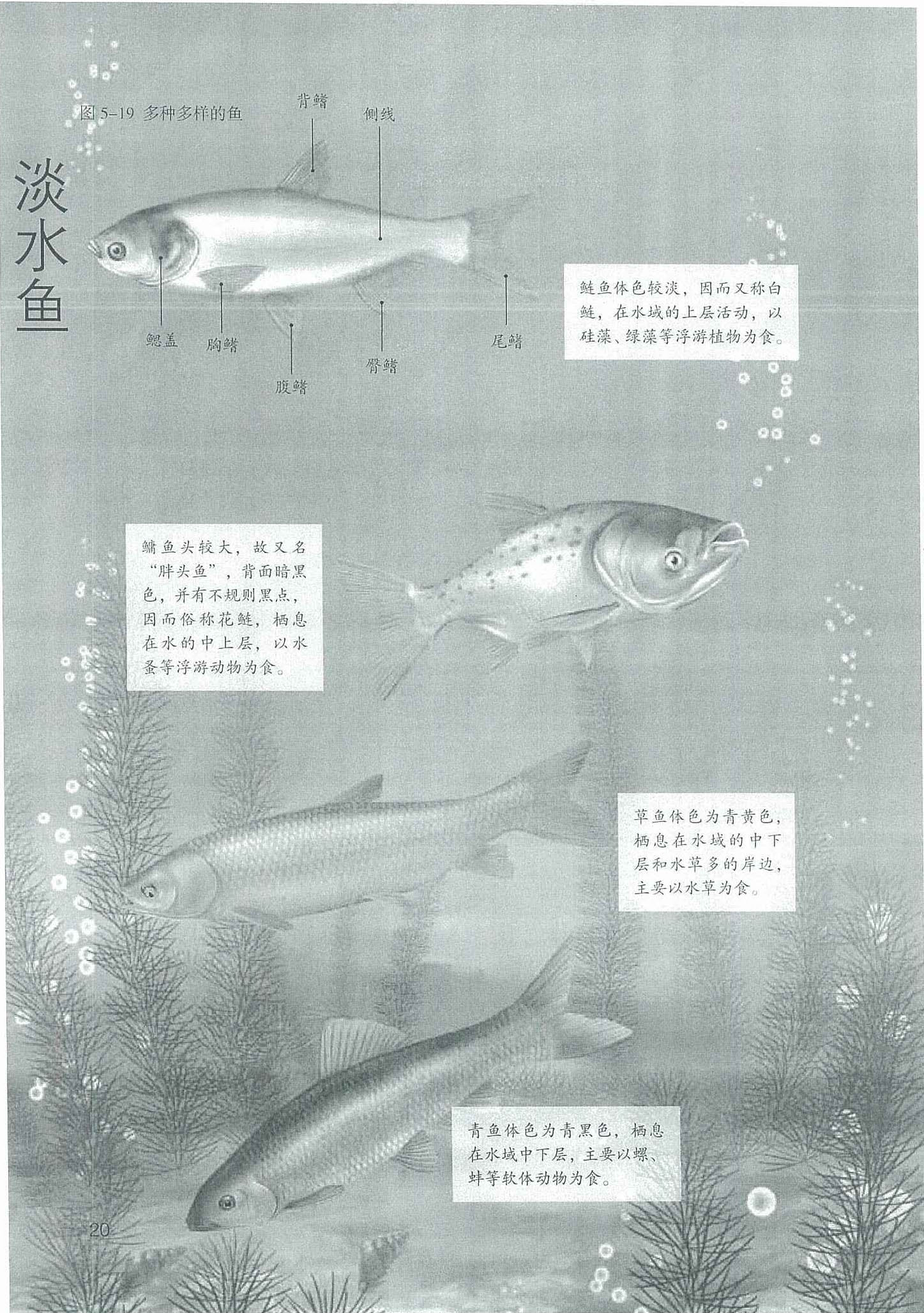 淡水鱼种类图片 _排行榜大全