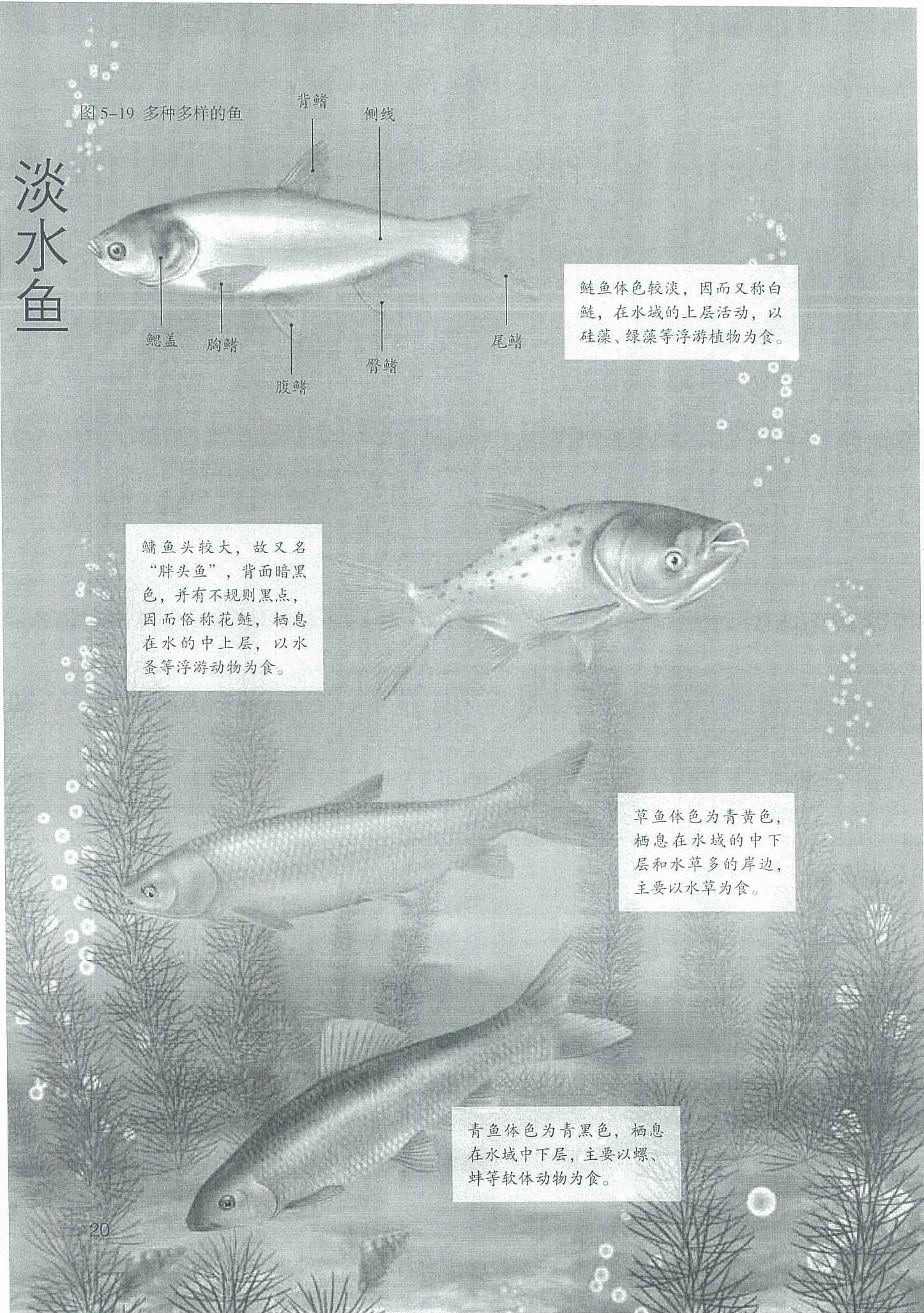 淡水鱼中国斗鱼活体观赏鱼普叉鱼冷水鱼品种尺寸齐全菩萨鱼花手巾-阿里巴巴