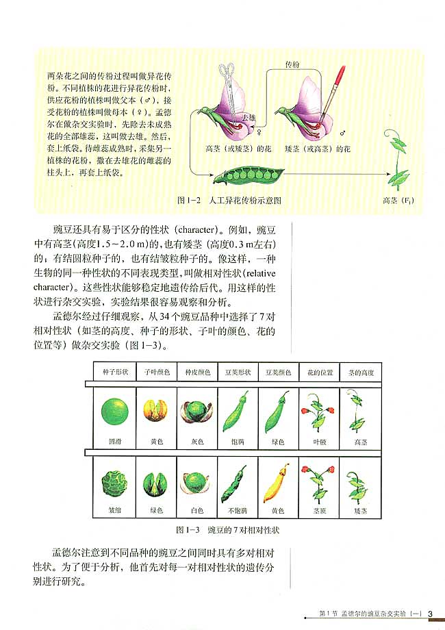 孟德尔的豌豆杂交实验（一）(2)