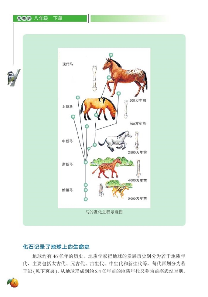 生物的进化(6)