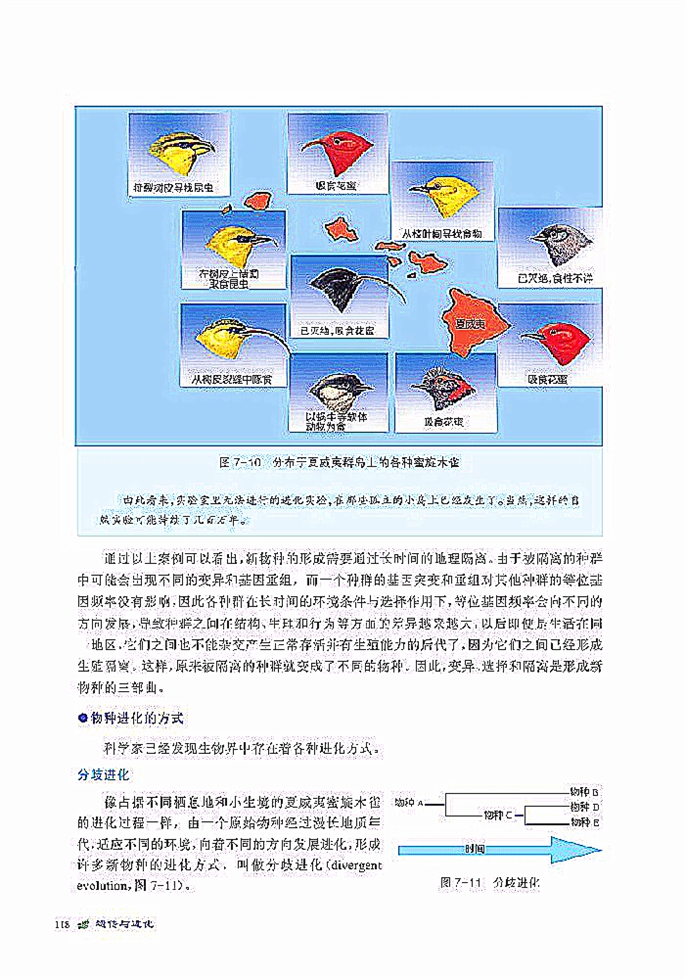 物种进化与生物多样性的形成(3)