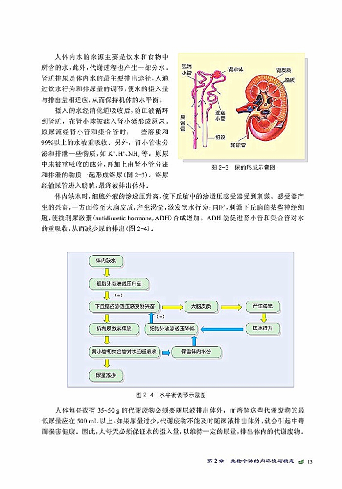 人体的代谢与稳态(4)