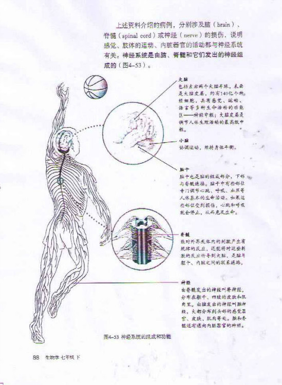 第二节 神经系统的组成(2)