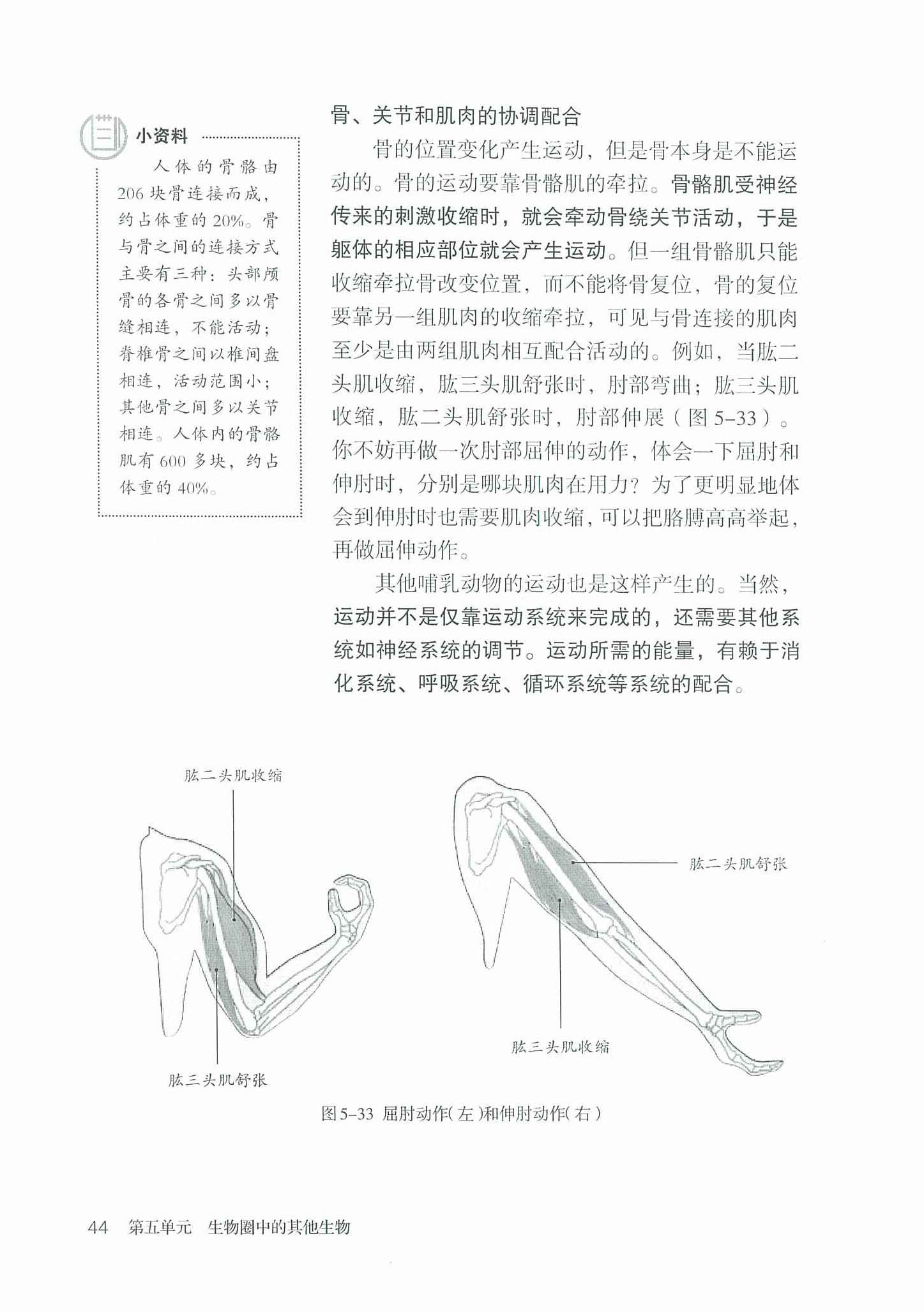 骨、关节和肌肉的协调配合