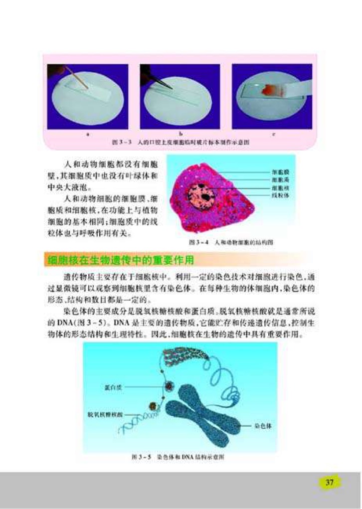 「2」、人和动物细胞的结构和功能(2)