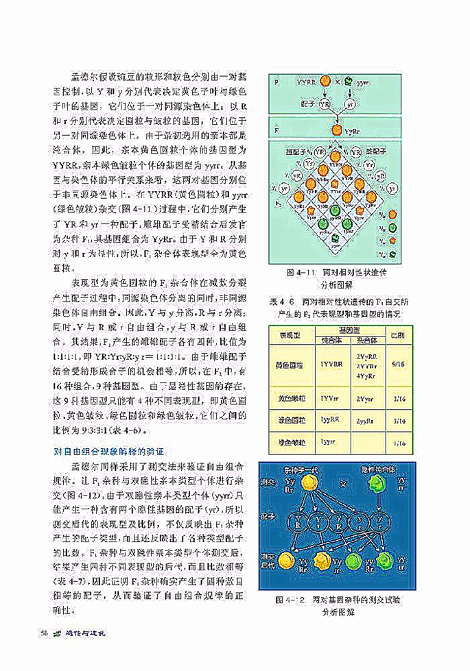 基因自由组合规律(4)