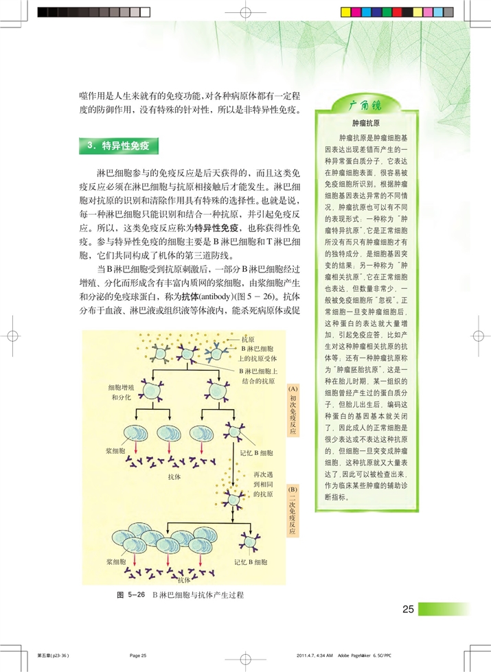 动物体的细胞识别和免疫(3)