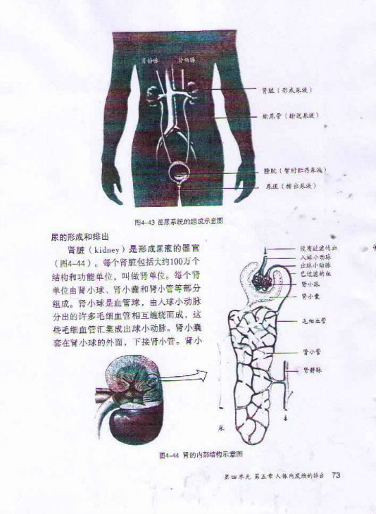 尿的形成和排出