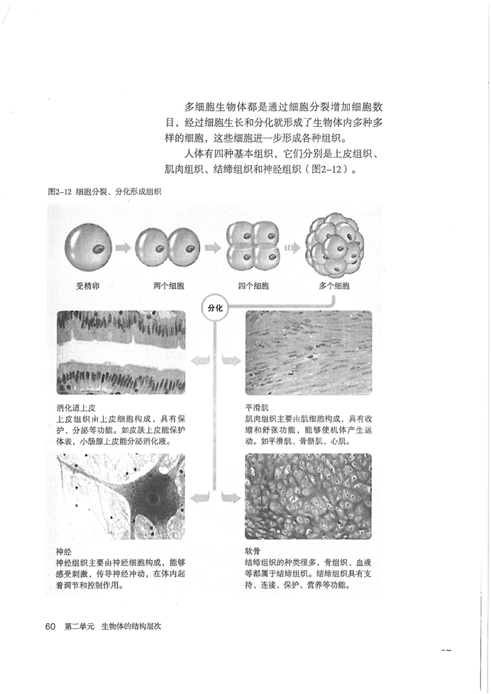 动物体的结构层次(2)