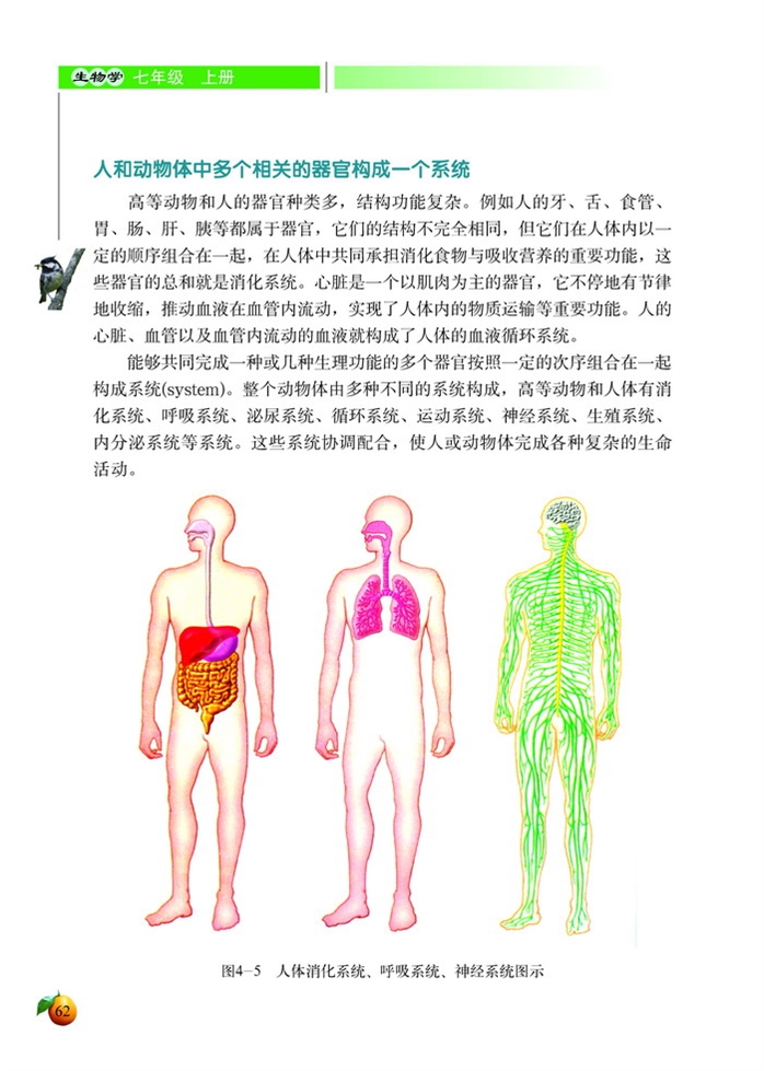 生物体的器官、系统(3)