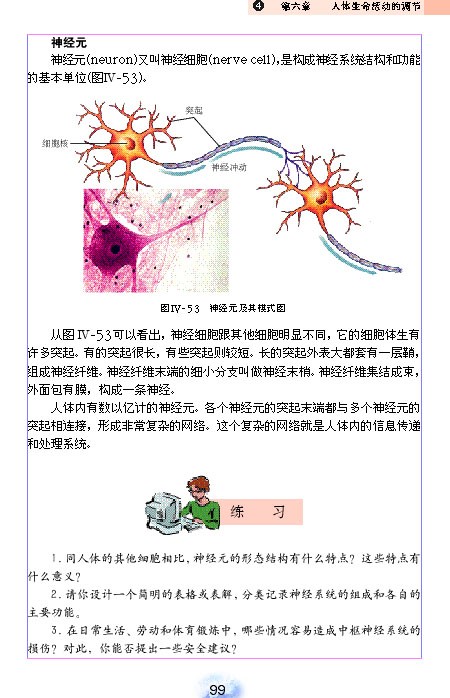 神经系统的组成(4)