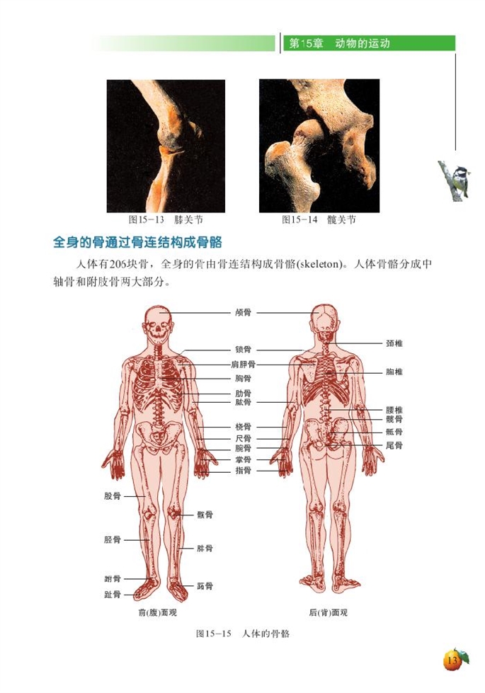 动物运动的形成(6)