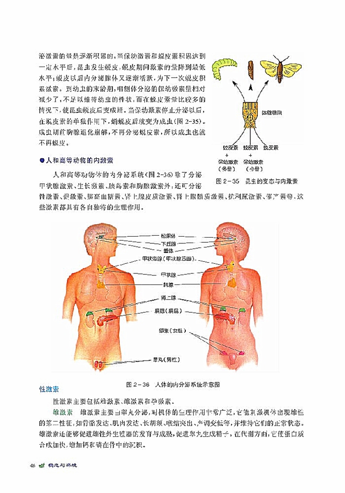 动物生命活动的化学调节(3)