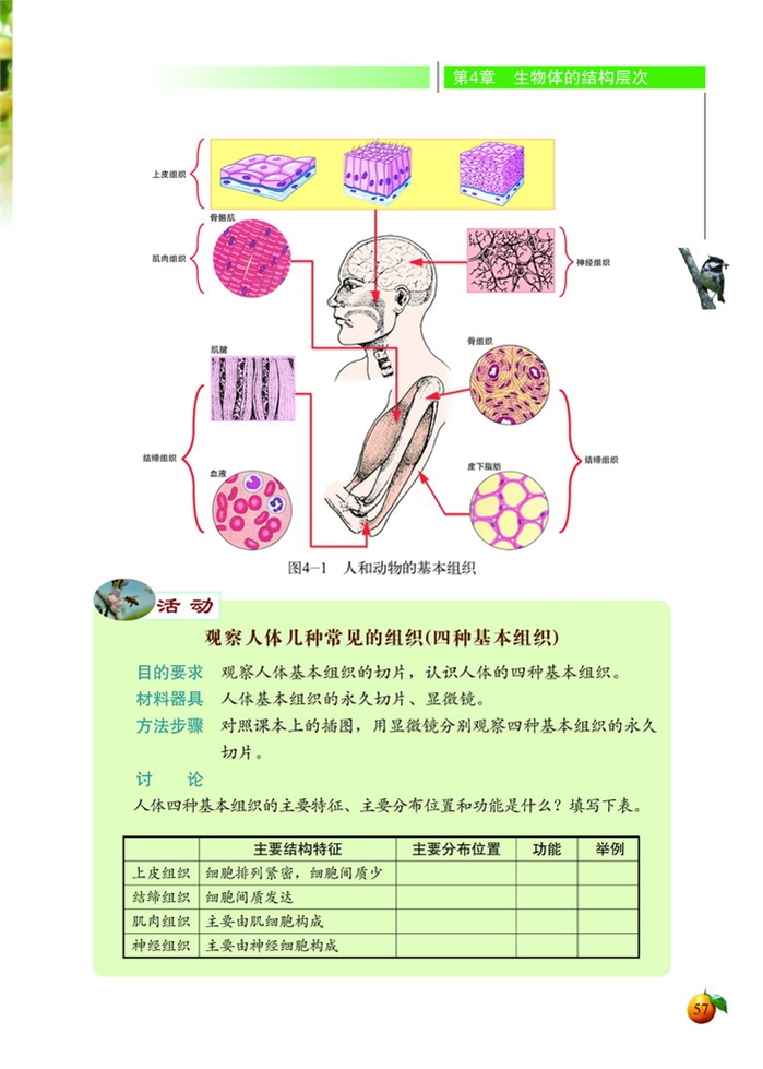 生物体的结构层次(3)