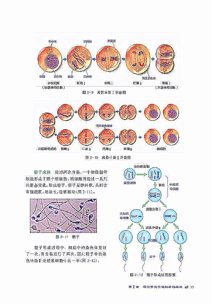 染色体是遗传信息的载体(7)