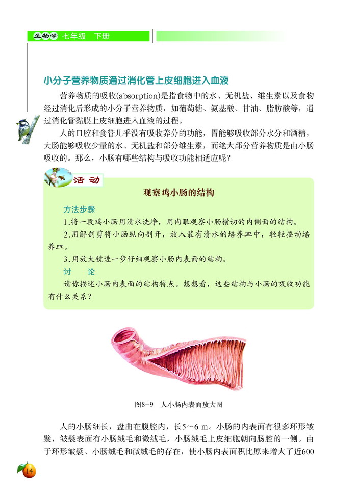 食物的消化和营养物质的吸收(7)