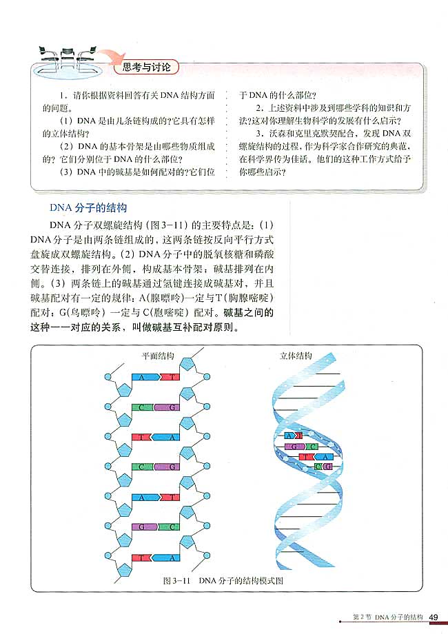 DNA分子的结构(3)