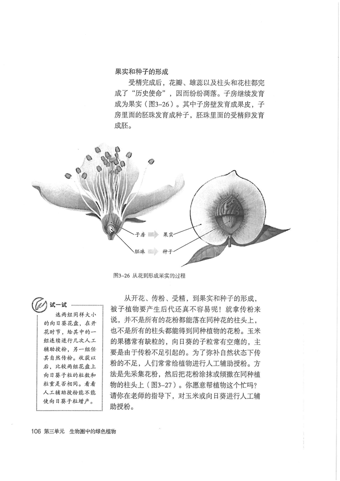 开花和结果(4)