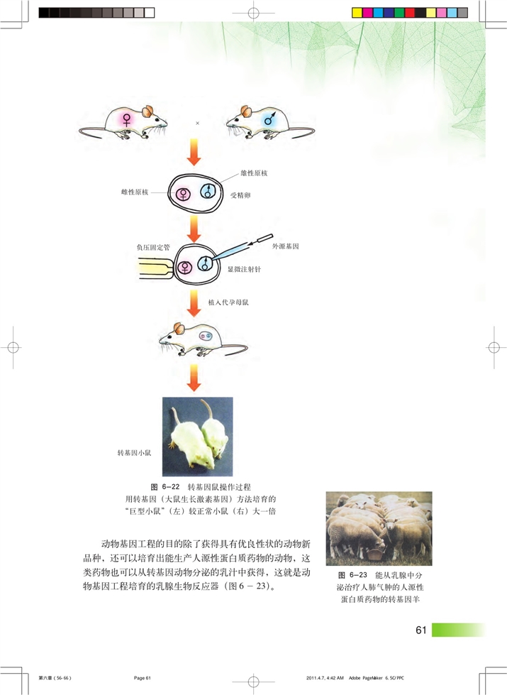 基因工程与转基因生物(6)