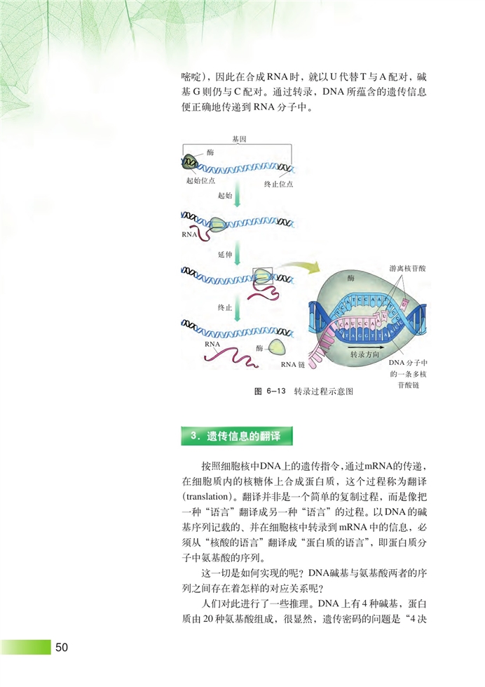 DNA复制和蛋白质合成(4)