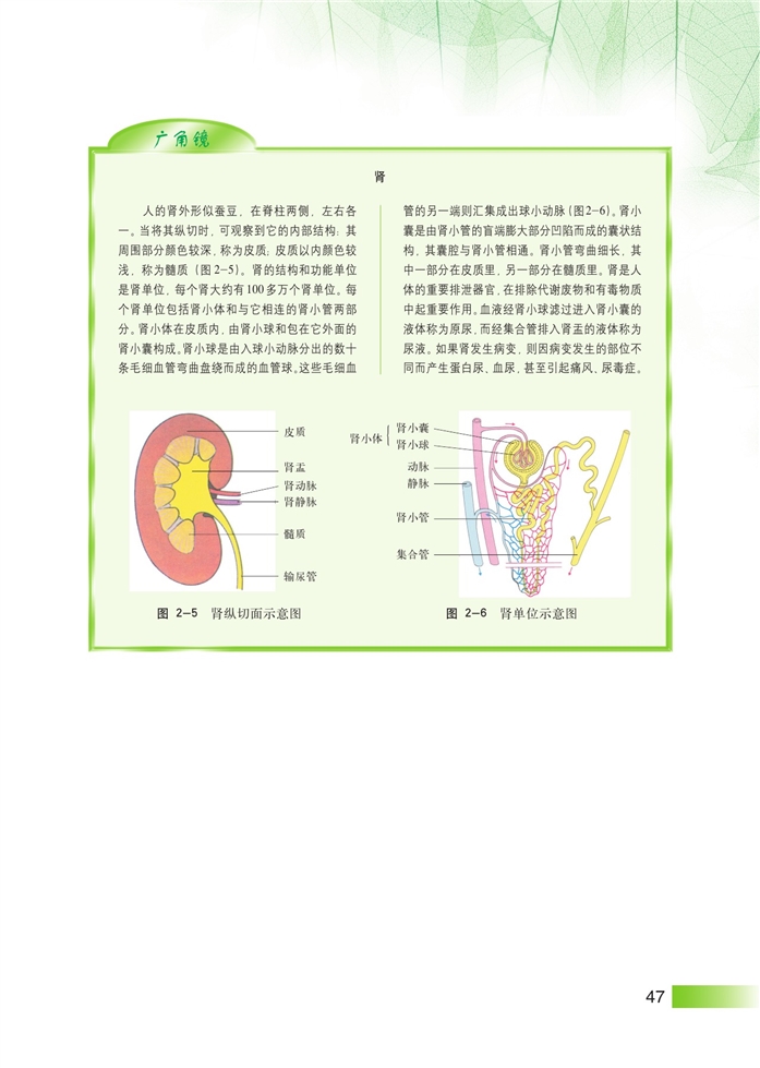 水和电解质的平衡机器调节(6)