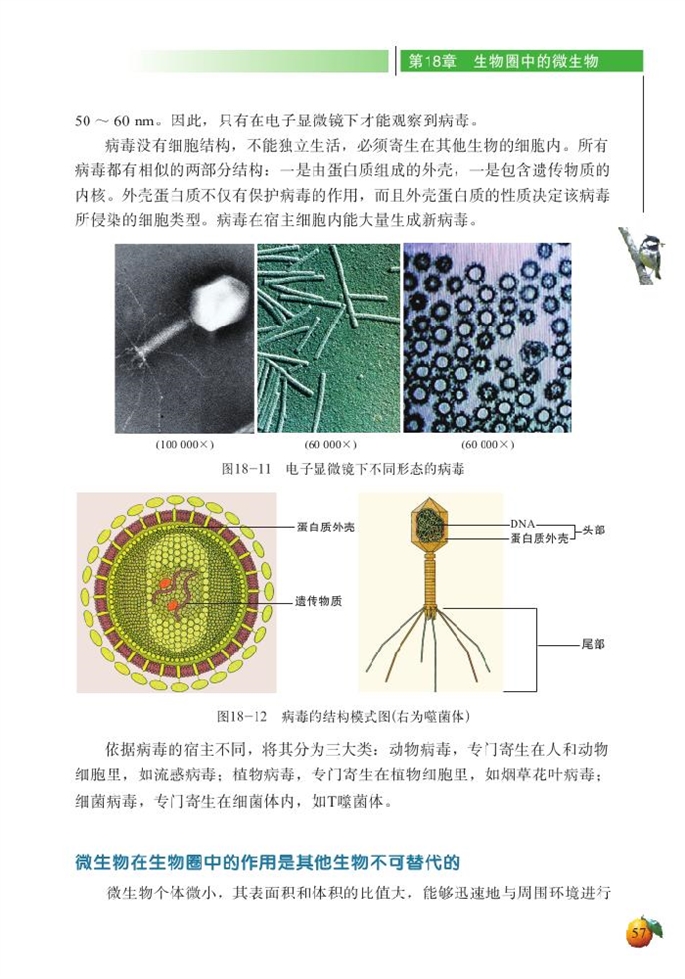 微生物在生物圈中的作用(10)