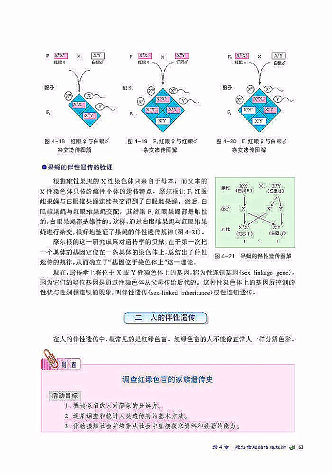 伴性遗传(3)