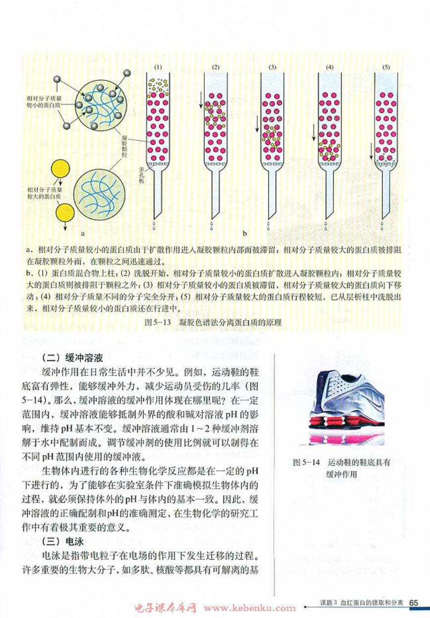 课题3 血红蛋白的提取和分离(2)