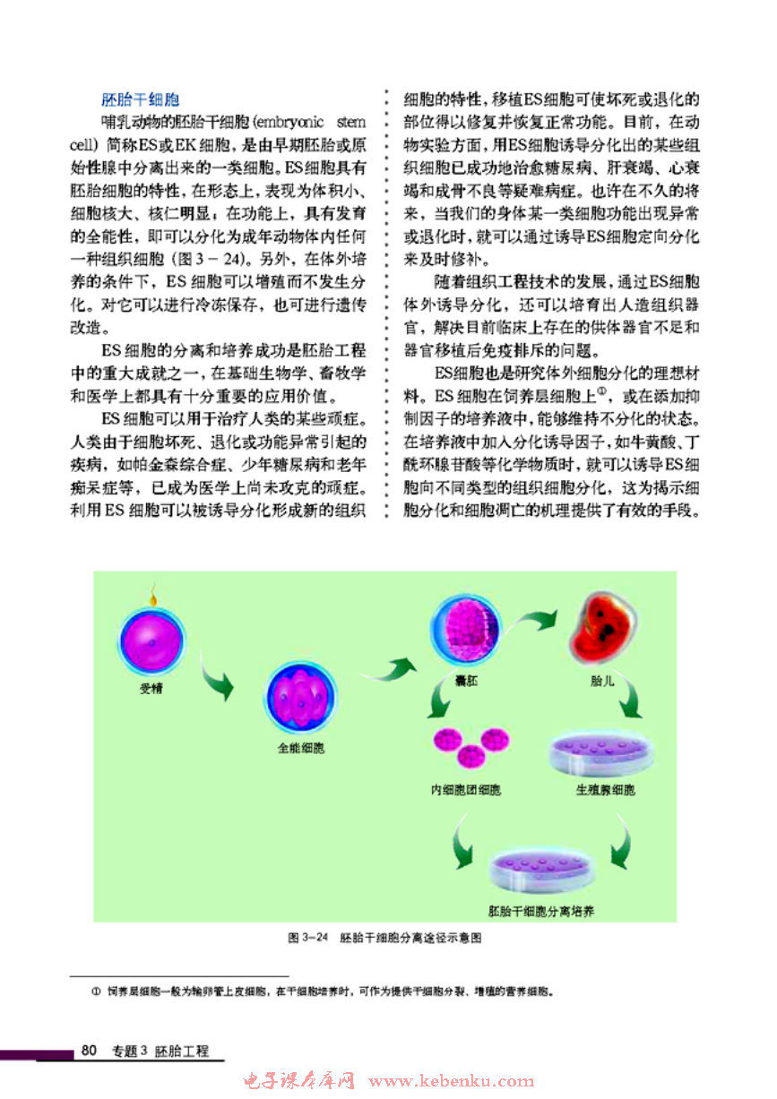 「3」.3 胚胎工程的應(yīng)用及前景(7)
