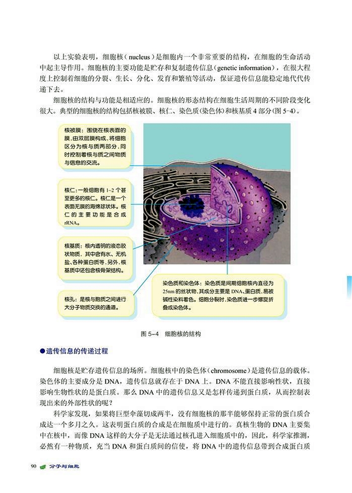 遗传信息的传递(2)