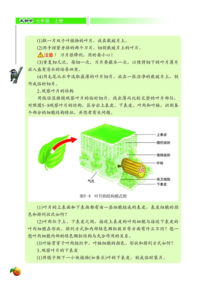 光合作用(12)