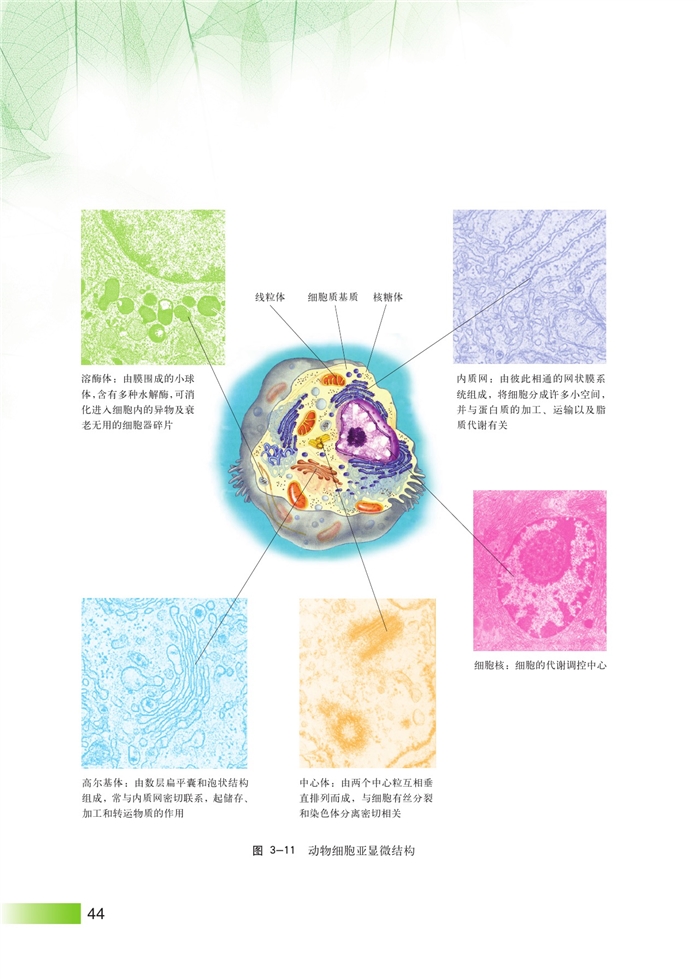 生命结构基础(10)