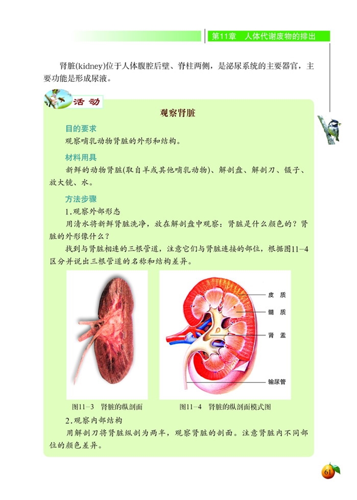 尿的形成与排出(3)